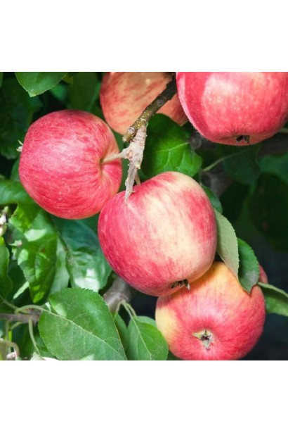 Яблуня літня Melba